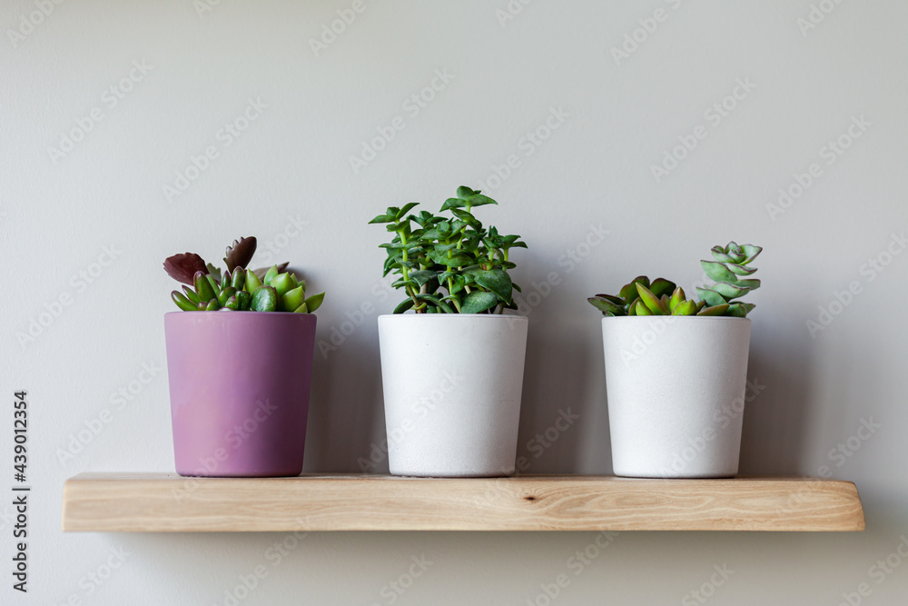 Three ceramic pots with succulents on a wooden shelf. Concept of house plants, home gardening, hobby, leaisure. Scandinavian room design, minimalism in decor. Close up, copy space for text Three ceramic pots with succulents on a wooden shelf. Concept of house plants, home gardening, hobby, leaisure. Scandinavian room design, minimalism in decor. Close up, copy space for text