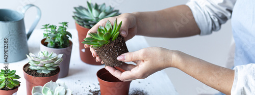 Photos Young girl is planting green succulent