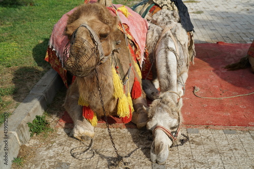 The camels walking the tourists in the ancient city of Side photo