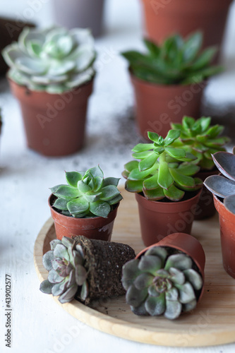 Mix of different Echeveria Succulent house plant in pots. Concept of home gardening, hobby, leisure time. White wooden background. Close up, macro