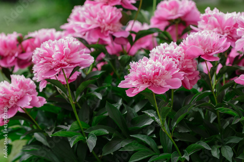 Pink peony flowers in the garden. Flowering peonies on a natural background.