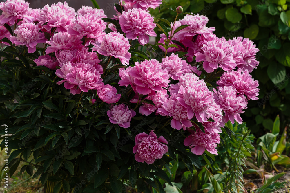 Pink peony flowers in the garden. Flowering peonies on a natural background.
F Pink peony flowers in the garden. Flowering peonies on a natural background.
F