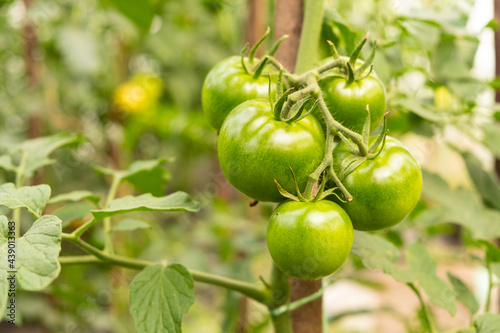greenhouse unripe green tomatoes fresh vegetables closeup