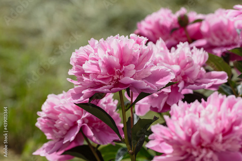 Pink peony flowers in the garden. Flowering peonies on a natural background. F