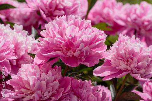 Pink peony flowers in the garden. Flowering peonies on a natural background. F