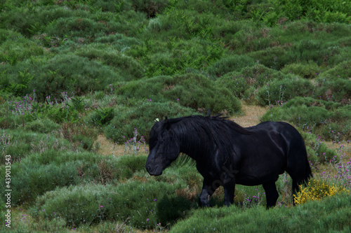 konie zwierzęta łąka pastwisko trawa zieleń rośliny