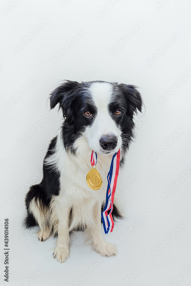 Puppy dog border collie holding winner or champion gold trophy medal in mouth isolated on white background. Winner champion funny dog. Victory first place of competition. Winning or success concept.