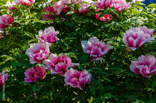 Tree Peony, Paeonia suffruticosa, Yachiyo Tsubaki, a pink flowered fully double peony  photo