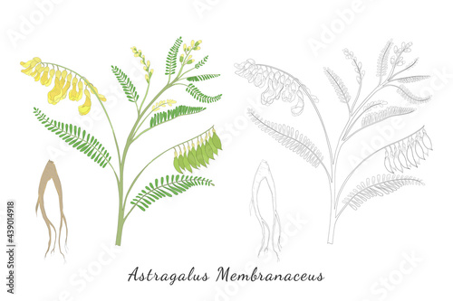 Sketches of Astragalus membranaceus or Huang Qi