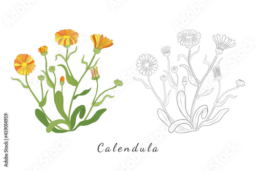 Sketches of Calendula or desert marigold Herb photo