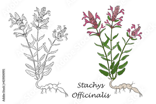 Two Hand Drawn Bushes of Blossoming Betony