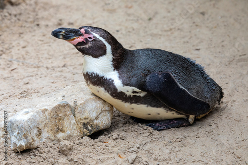 African Penguin