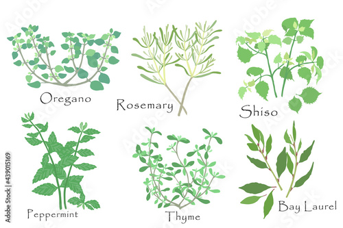 Set with a six fragrant culinary herbs