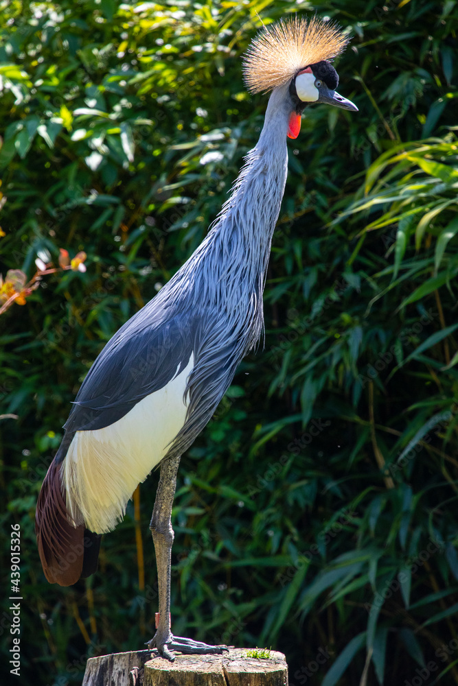 Fototapeta premium Grey Crowned Crane