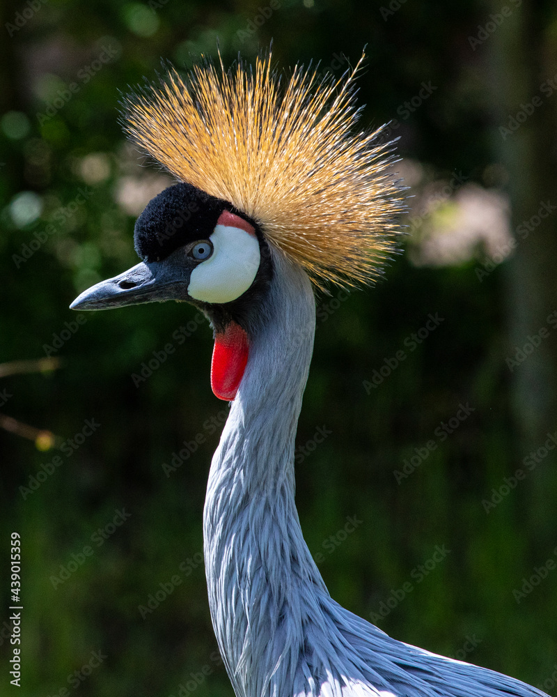 Fototapeta premium Grey Crowned Crane