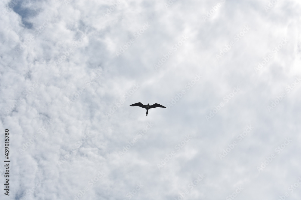 Ave volando en un cielo nublado Ave volando en un cielo nublado