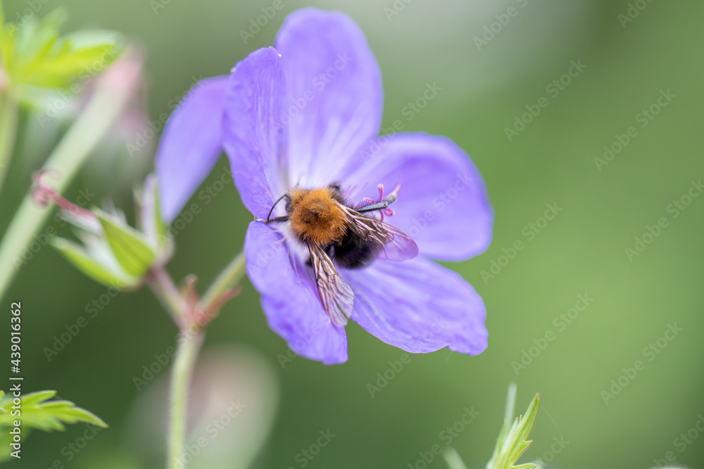 Hummel Hummel