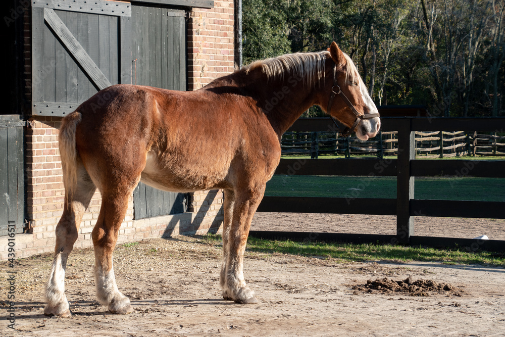 Obraz premium A large brown horse in a stable yard