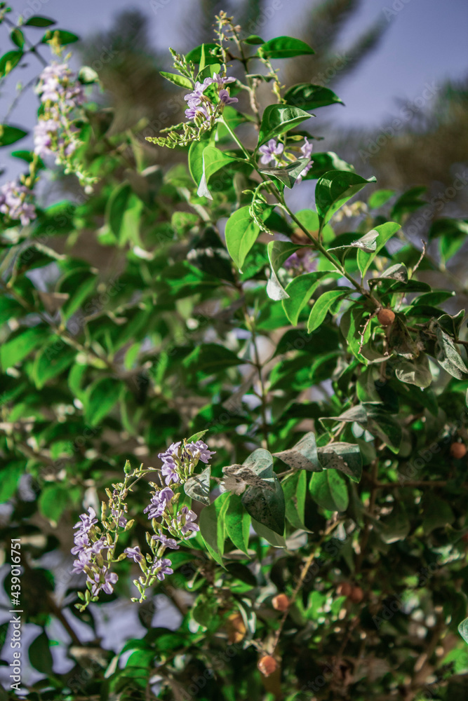 flowers of a tree