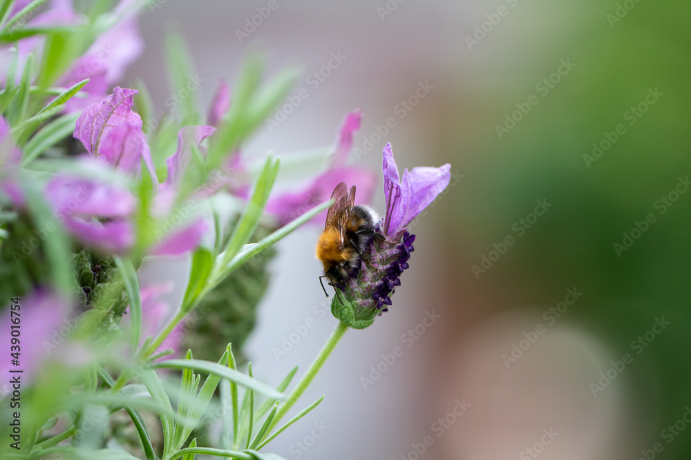 Hummel Hummel