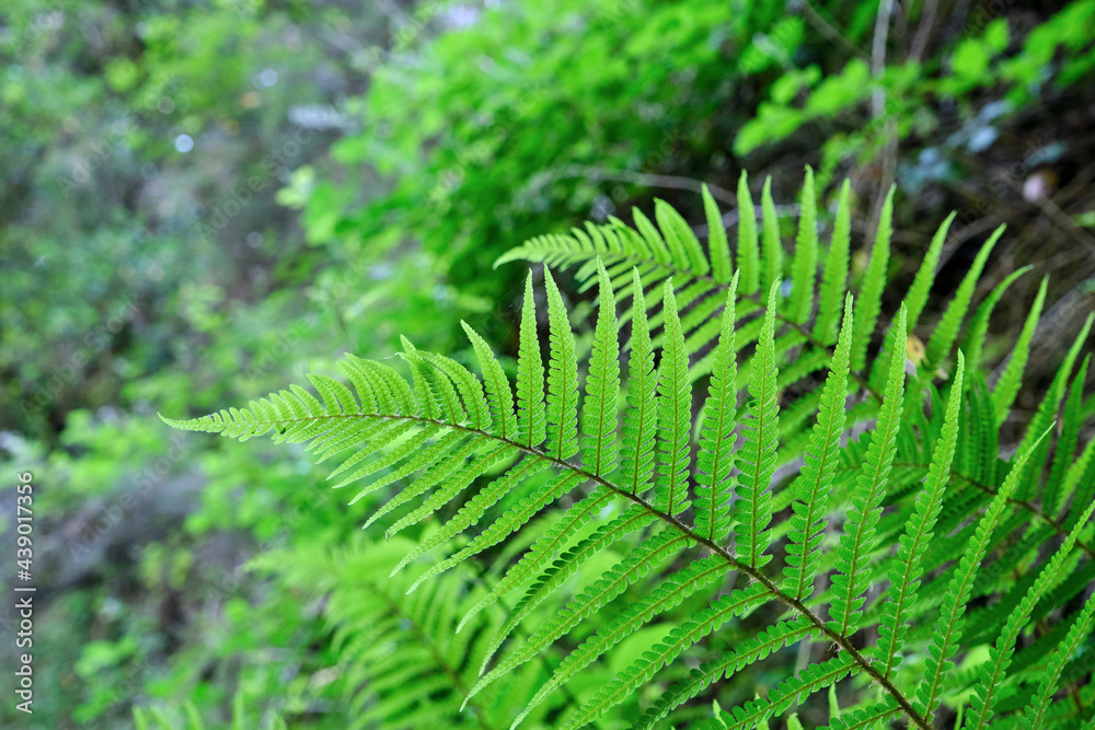 Male fern with sori on leaflets underside Male fern with sori on leaflets underside