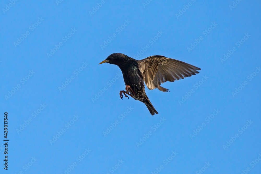 The starling flies up to its nest. Common or European starling (Sturnus vulgaris). The starling flies up to its nest. Common or European starling (Sturnus vulgaris).