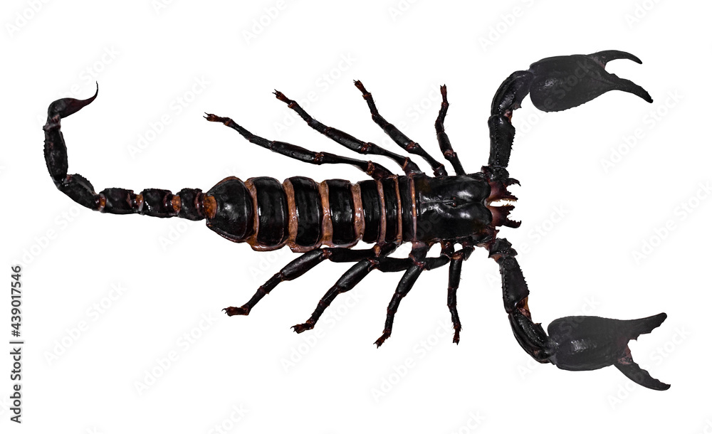black scorpion isolated on white background (PANDINUS LONGIMANUS)