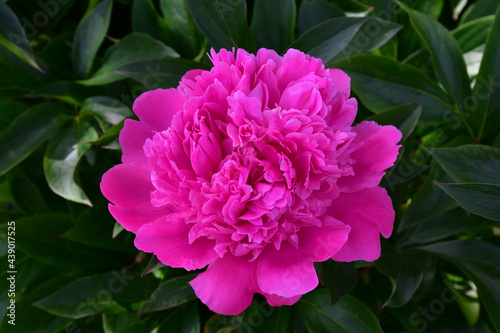 A large bright pink open peony flower on a background of green leaves in the garden. Close-up, top view. Beautiful petals