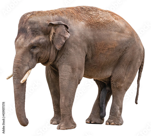 Elephant isolated on white background.  With clipping path