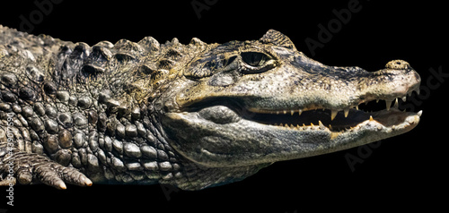 Crocodile isolated on black background. With clipping path