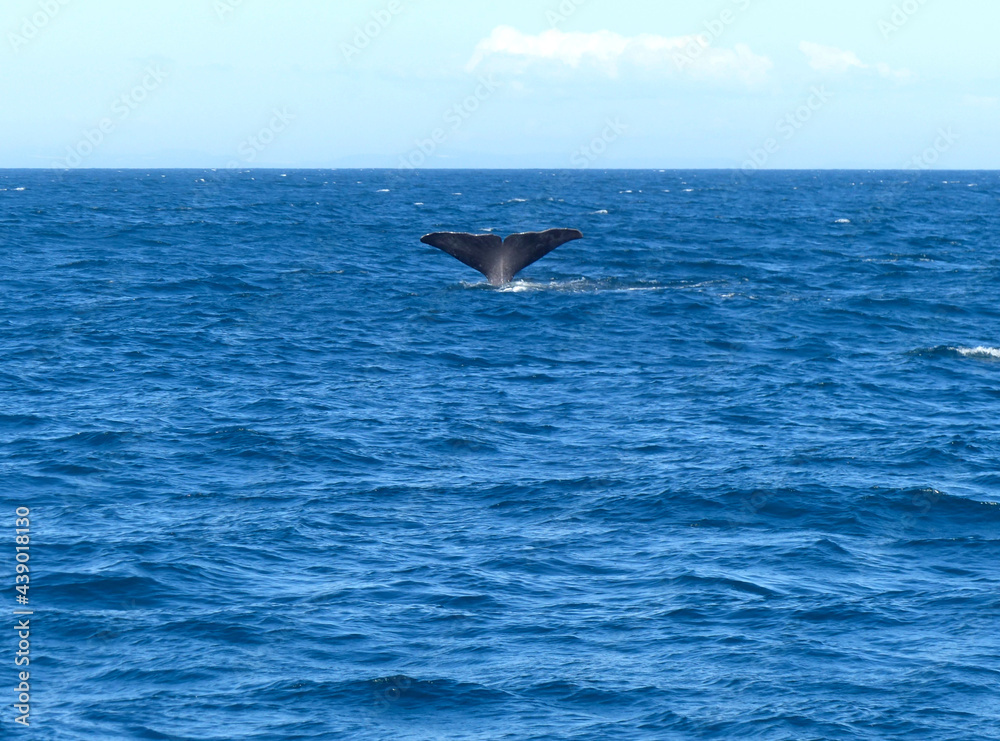 Fototapeta premium Tail of a diving sperm whale, Denmark strait, Atlantic Ocean, whale watching in Iceland. 