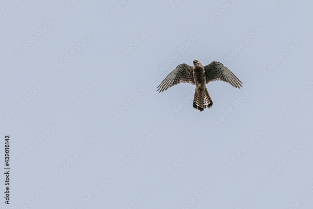 Obraz premium Falcon