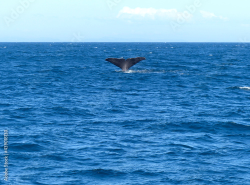 Tail of a diving sperm whale, Denmark strait, Atlantic Ocean, whale watching in Iceland.  © Lizanne