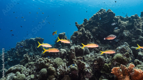 Fototapeta Naklejka Na Ścianę i Meble -  Seascape with fish, coral and sponge in coral reef of Caribbean Sea, Curacao