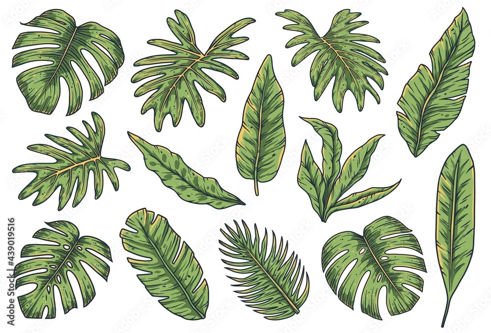 Tropical plant. Summer hawaii leafs set. Exotic nature palm or floral tropic design