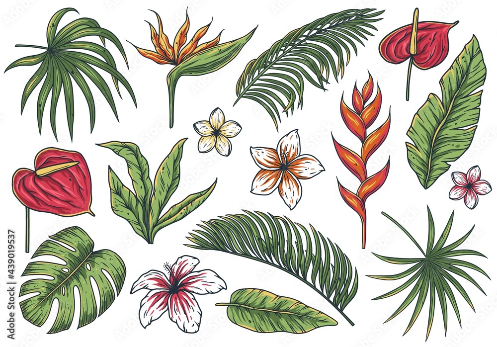 Fototapeta Tropical plant. Summer hawaii flower set. Exotic nature for t-shirt print. Palm or floral tropic design
