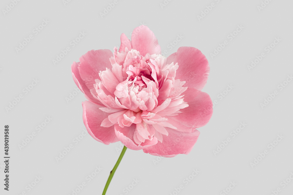 Pink peony bud isolated on light grey background.