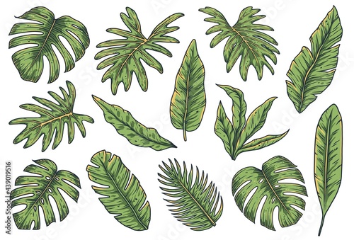 Tropical plant. Summer hawaii leafs set. Exotic nature palm or floral tropic design