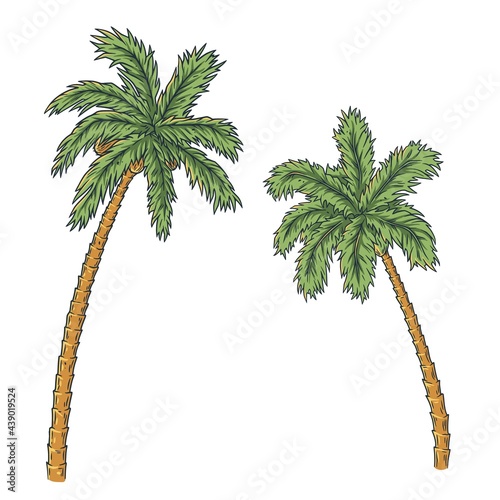 Tropical palm. Leafs exotic plant set for design. Summer hawaii plant. Exotic nature floral for tropic design