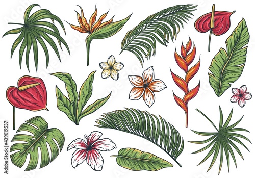 Tropical plant. Summer hawaii flower set. Exotic nature for t-shirt print. Palm or floral tropic design