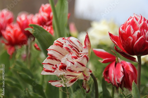 a beautiful special white parrot tulip with red stripes closeup in the flower garden in holland in springtime #439020322
