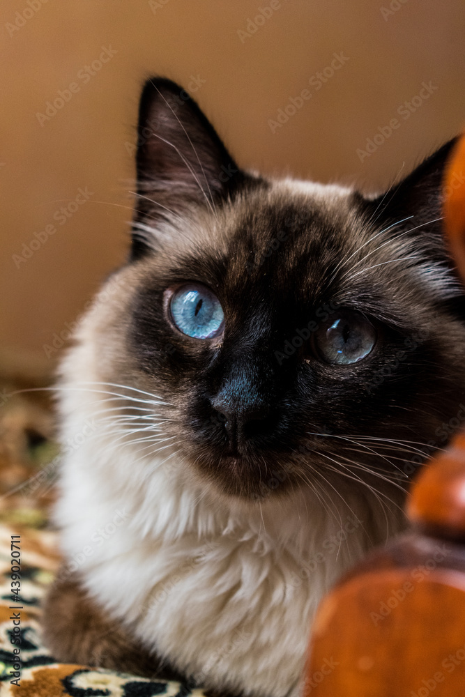 Close-up portrait shot of long-haired female Siamese cat