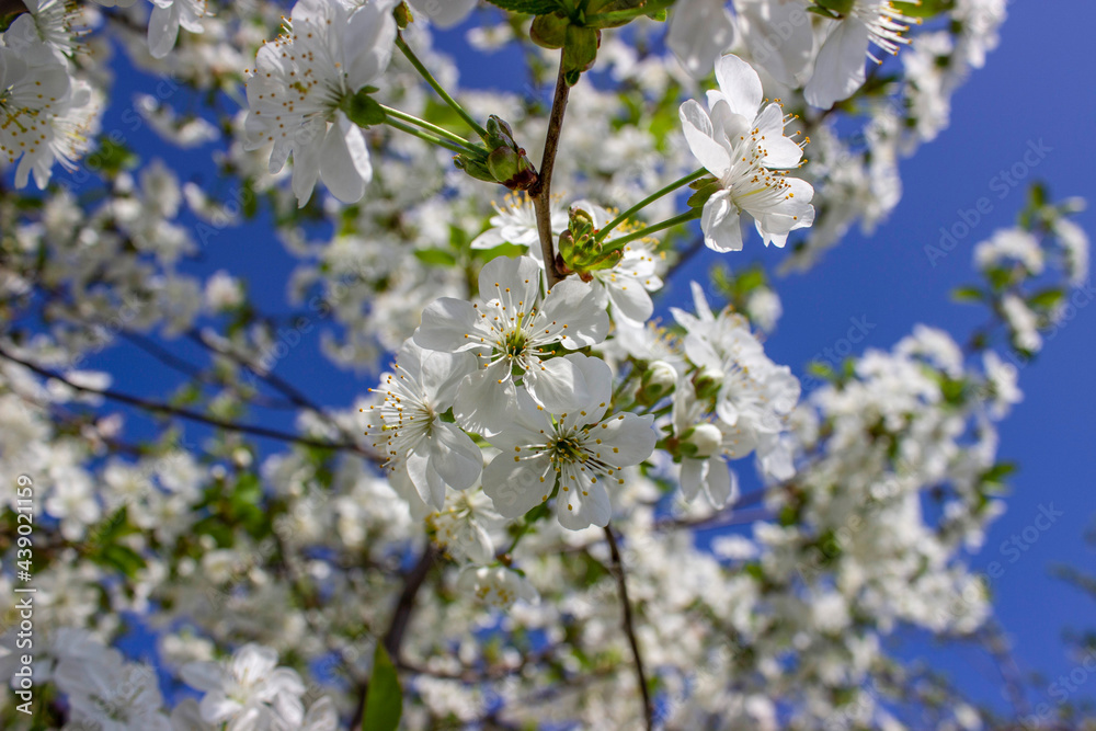 Cherry tree in abundant bloom. Many small white flowers on branches with green leaves. Spring. The awakening of nature. White flower background. Cherry tree in abundant bloom. Many small white flowers on branches with green leaves. Spring. The awakening of nature. White flower background.