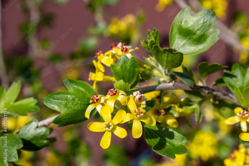 Obraz premium Blooming black currant bush. Beautiful densely growing small yellow flowers on branches with green leaves. Spring. The awakening of nature.