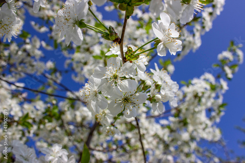 Cherry tree in abundant bloom. Many small white flowers on branches with green leaves. Spring. The awakening of nature. White flower background.