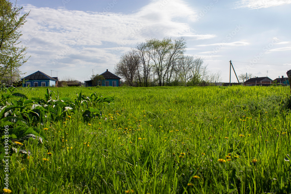 Beautiful green spring meadow. Yellow dandelions and field grass in a sunny meadow. Village. Peace of mind, a breath of breeze. Beautiful green spring meadow. Yellow dandelions and field grass in a sunny meadow. Village. Peace of mind, a breath of breeze.