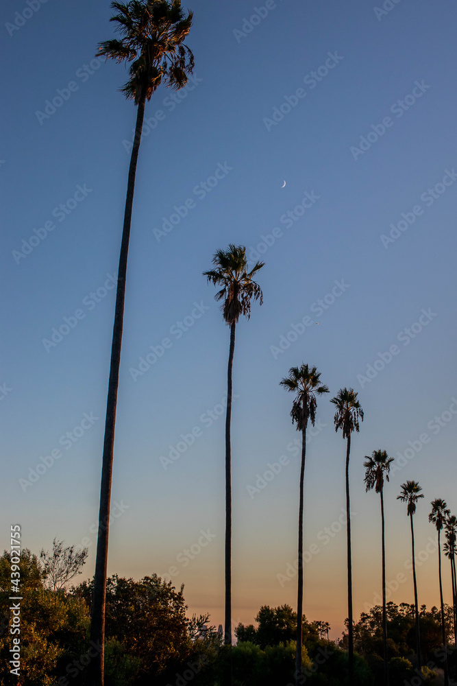 Obraz premium Palm trees with blue sky background, looking up