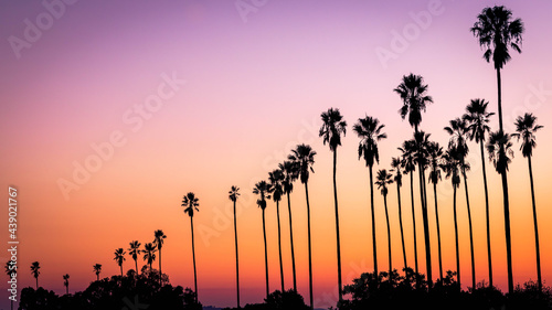 Fototapeta Naklejka Na Ścianę i Meble -   Dramatic Sunset in Los Angeles California with palm trees 