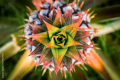 Top shot of baby pink pineapple, homegrown in Hawaii