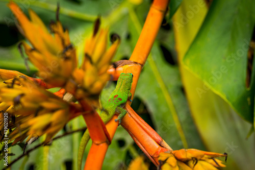 Tropical green gecko with red spots